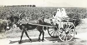 Images d'Algerie 200